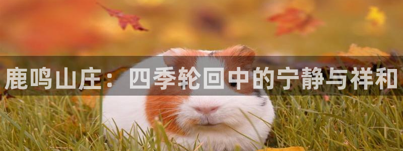 必一体育官网网站