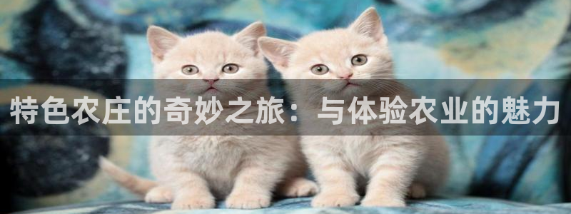 必一体育是哪里的台子